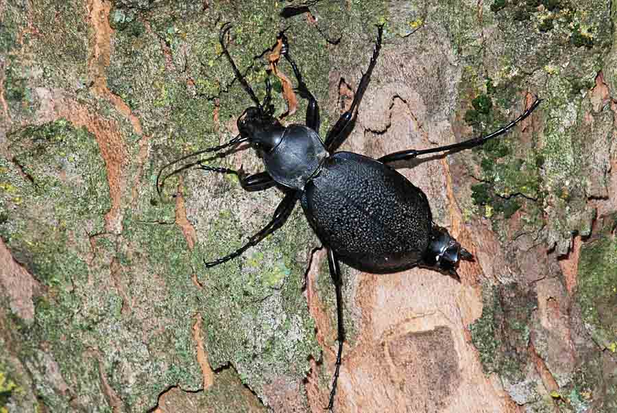 Carabidae di 4,3 cm.: Carabus coriaceus schiacciato